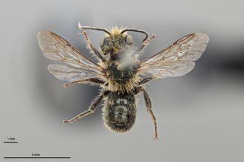 Media type: image;   Entomology 790558 Aspect: habitus dorsal view